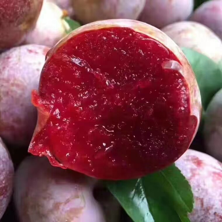 福建三华李红心芙蓉李新鲜水果