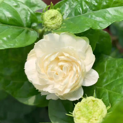 正宗重瓣大花虎头茉莉花苗盆栽三叶轮生浓香型带花苞阳台绿植花卉