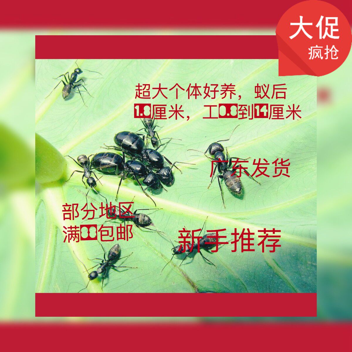 日本弓背蚁 宠物蚂蚁工坊生日礼物蚂蚁活体家园工坊生物实验科普|ruв категории животное/Животное питание и принадлежностей, рептилии/насекомых и принадлежностей, муравей - от Buy2taobao.com для оказания профессиональной услуги покупки агента Taobao