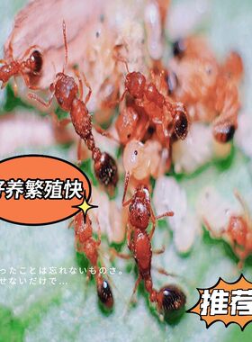 双隆骨宠物蚂蚁活体乐趣教育