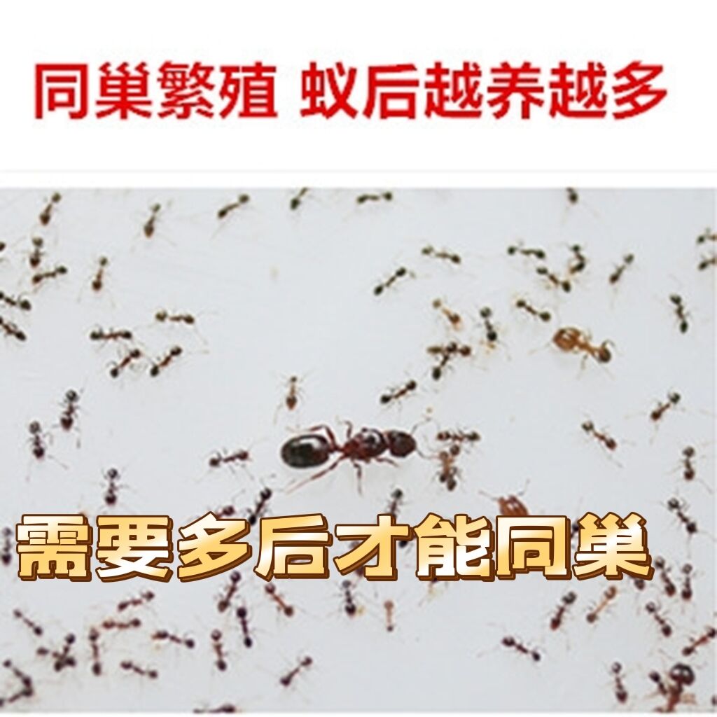 广大头蚁  和伊大头蚁森大头差不多宠物蚂蚁科普教育沙巢蚂蚁工坊