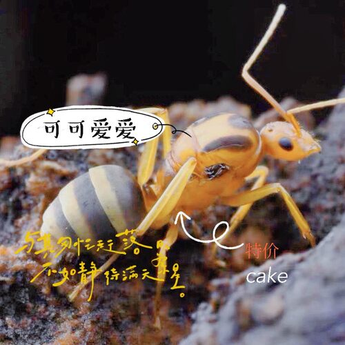 长足捷蚁 细足捷蚁 Formica longipes 抖音工坊