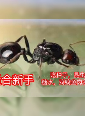 原生收获蚁  科普教育 生日礼物 新手入门