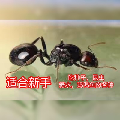 原生收获蚁 宠物蚂蚁蚂蚁活体活体蚂蚁 科普教育 生日礼物