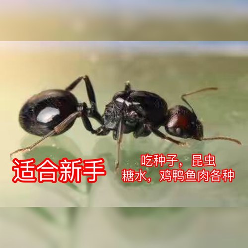 原生收获蚁  科普教育 生日礼物 新手入门