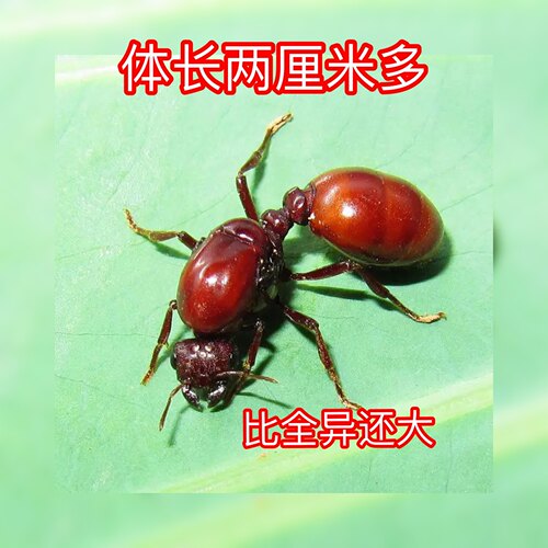 木盲切宠物蚂蚁活体超大聚来宝