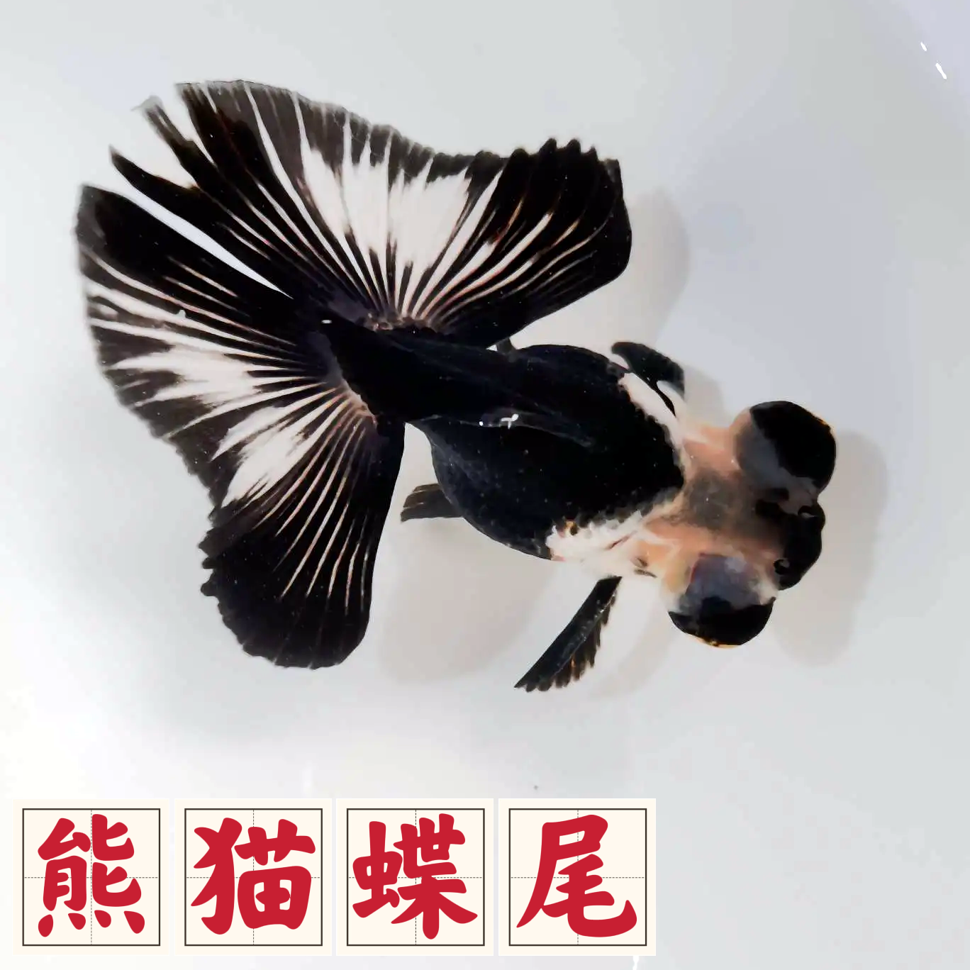 碟尾金鱼黑白熊猫碟红白碟尾大尾巴金鱼好养耐活冷水鱼国粹金鱼