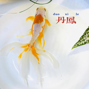 蓝丹凤凤高凤鹤金鱼活鱼观赏鱼淡水好养冷水鱼传统金鱼