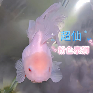 百褶泰狮苗粉色泰狮超大娃娃脸百褶泰狮金鱼活鱼精品菠萝樱花泰狮