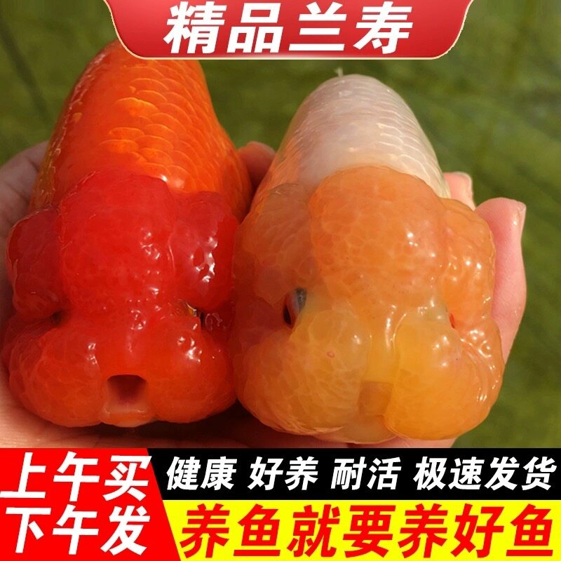精品兰寿鱼赛级兰寿苗冷水鱼好养耐活潘氏奶牛玉兔水墨小型兰寿鱼