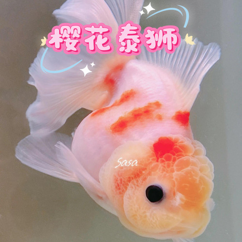 百褶泰狮苗粉色泰狮超大娃娃脸百褶泰狮金鱼活鱼精品菠萝樱花泰狮