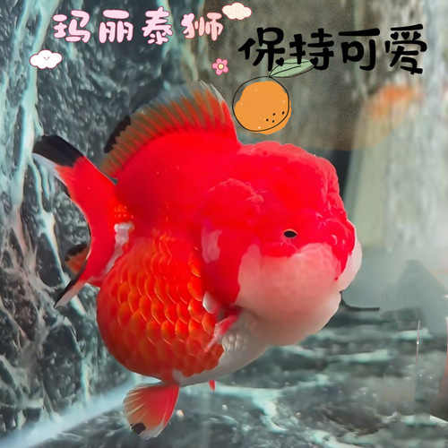 观赏鱼玛丽泰狮冷水三色黑白进口