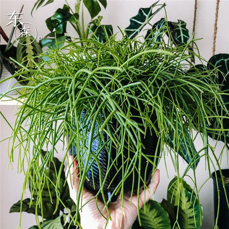 热带雨林植物 丝苇属仙人掌  玉珊瑚 长茎易养垂吊欧美风室内绿植