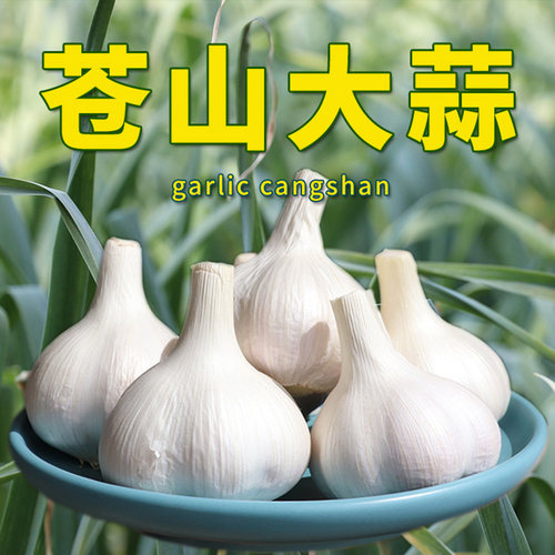 苍山5斤年兰陵正宗老品种大蒜
