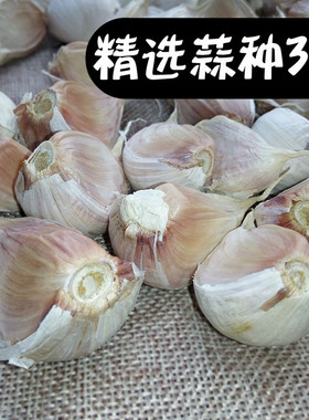 大蒜种子35斤山东兰陵特产苍山四六瓣老品种笨蒜地栽盆栽蒜苗青黄