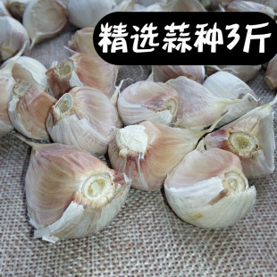 大蒜种子35斤山东兰陵特产苍山四六瓣老品种笨蒜地栽盆栽蒜苗青黄