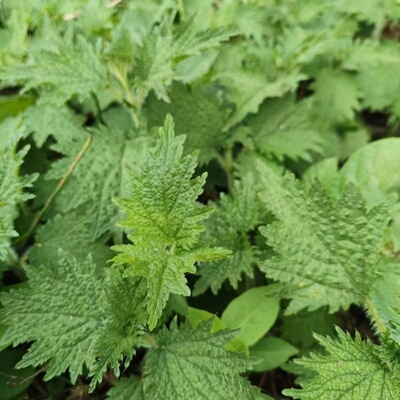 贵州新鲜活麻藿麻叶火麻菜荨麻草蜇人草咬人草蝎子草活麻菜可食用