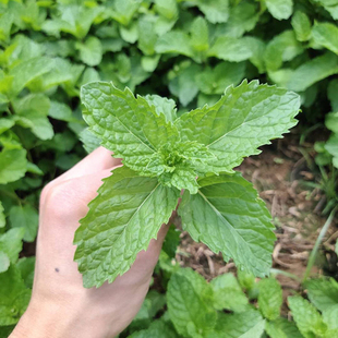 新鲜蔬菜狗肉香留兰香薄荷贵州本地农家种植鱼香菜火锅食用泡茶