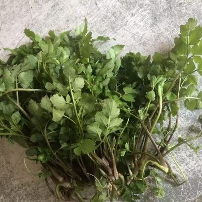 贵州现挖现发野生细叶芹酸菜火锅新鲜野菜新鲜发货现挖现酸菜火锅