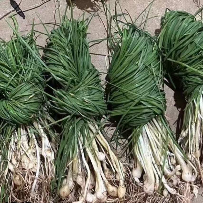 贵州特产新鲜现挖野葱独根野葱野生葱白香葱野菜露天野生现挖野菜