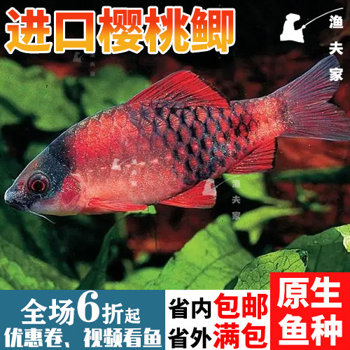 印度进口小型热带活体观赏鱼淡水西瓜鲃/彩虹樱桃鲫群游黑影道人