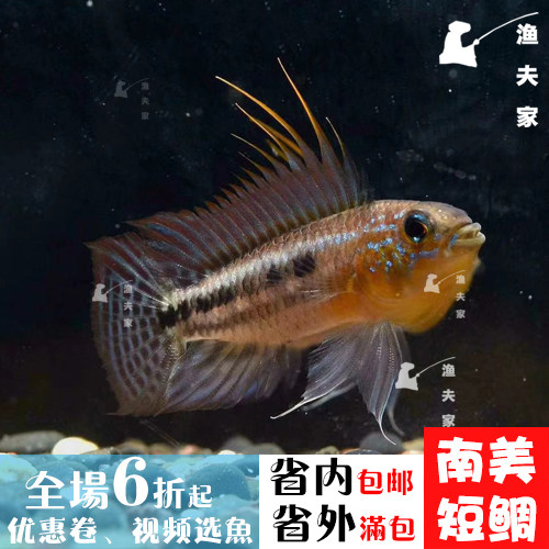 南美短鲷热带观赏鱼短鲷鱼泰菲酋长活体短鲷酋长宠物鱼淡水小型鱼