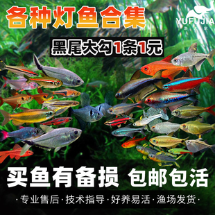 活体热带观赏鱼群游黑尾大勾灯科鱼红尾科佩依甜心柠檬红衣梦幻旗