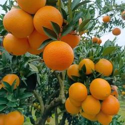 赣南寻乌脐橙饱满多汁当季鲜甜水果5斤10斤20斤果园新鲜现摘现发