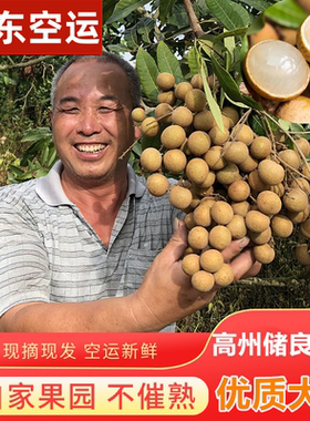 广东高州现摘特大龙眼顺丰包邮
