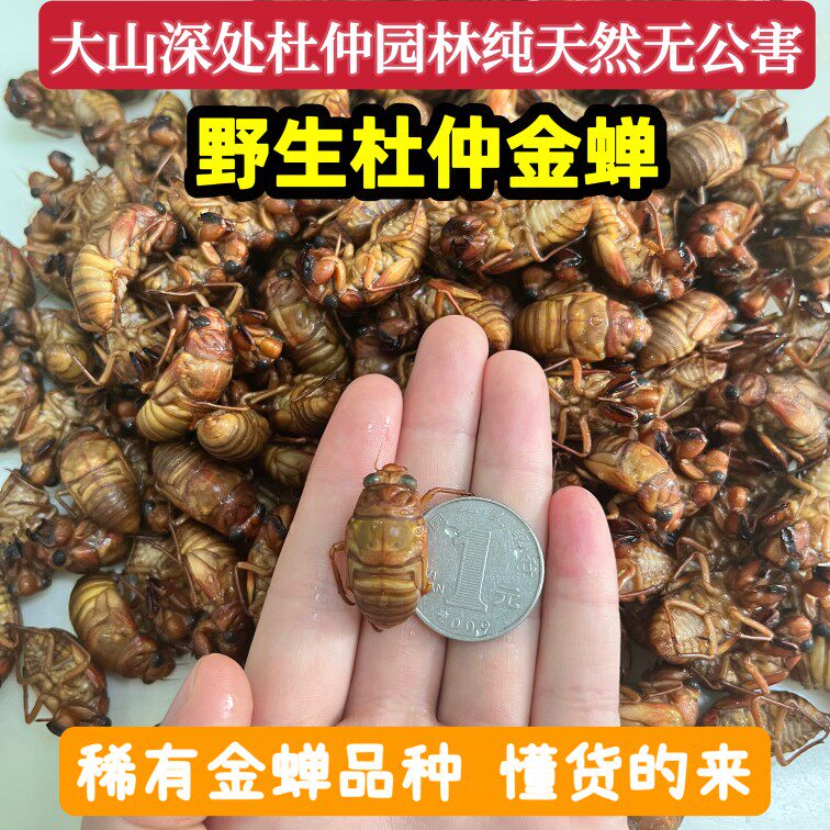 2025年新鲜野生杜仲知了猴金蝉结了龟爬叉猴唐僧肉解拉猴瓶装冷冻