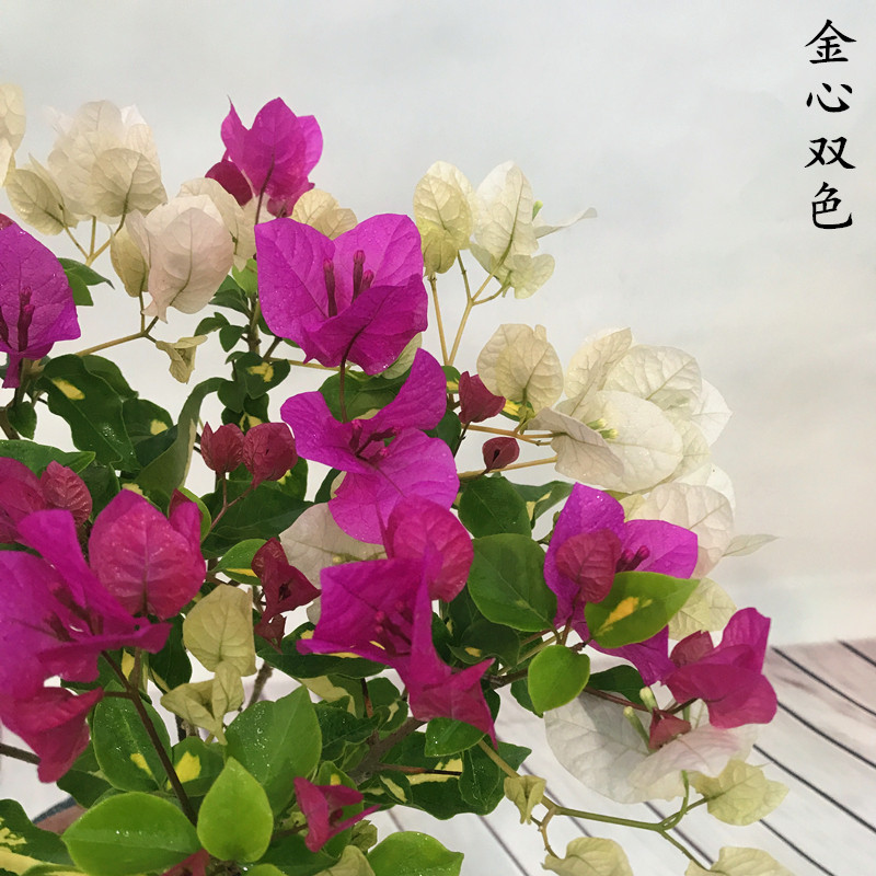 绿植三角梅大苗带花爬藤植物包邮
