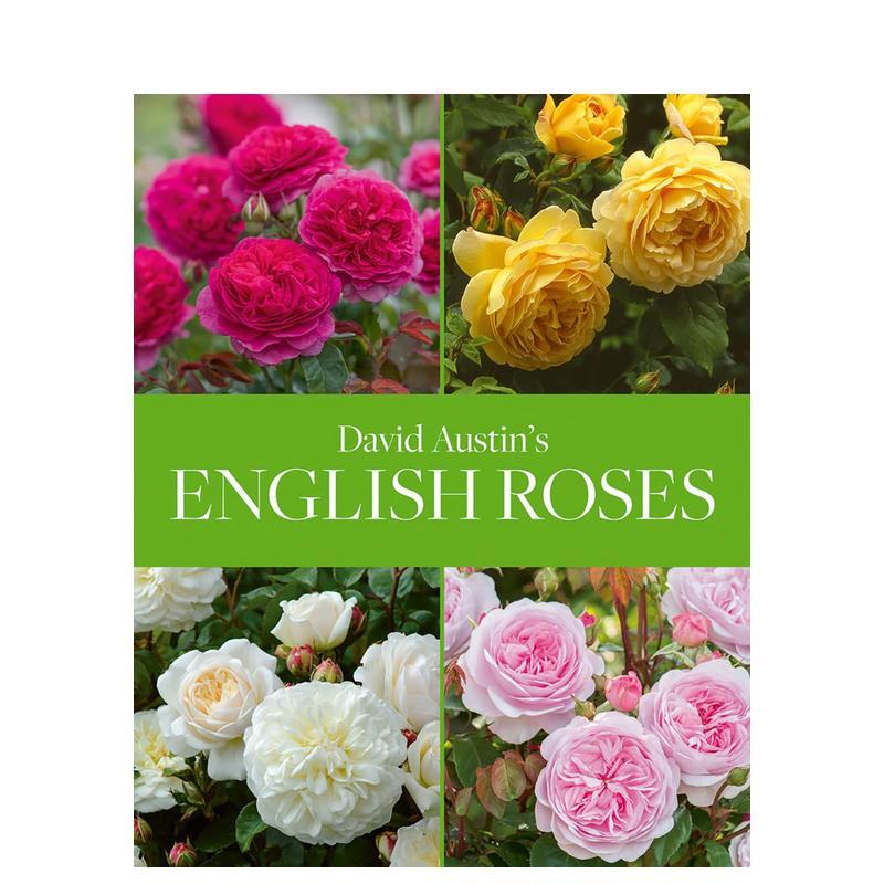 大卫·奥斯汀英伦玫瑰 Davi