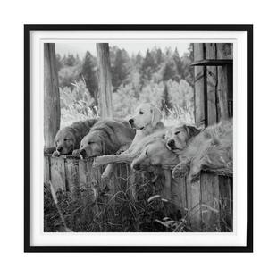 Bruce 预售 布鲁斯·韦伯 摄影图书籍Bruce Weber Photographic Weber. 金毛摄影协会 TASCHEN限量版 Society.英文进口原版