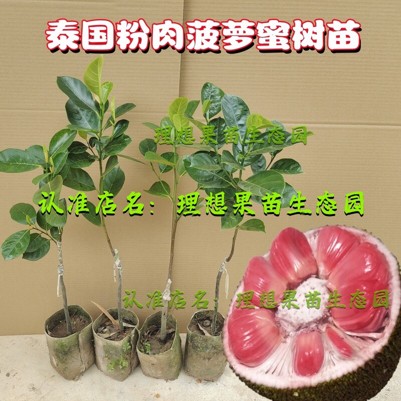 粉色菠萝蜜苗正品印尼红肉四季木菠萝果树泰国嫁接无胶干苞品种