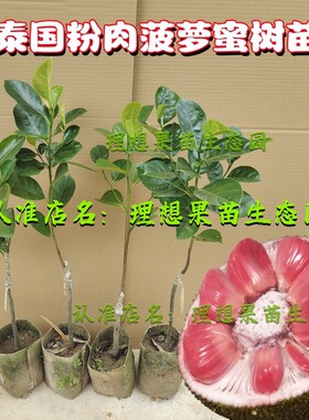 无胶红肉菠萝蜜苗嫁接粉色菠萝蜜