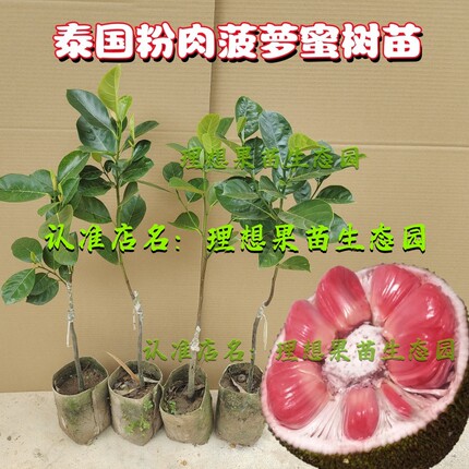 粉色菠萝蜜苗正品印尼红肉四季木菠萝果树泰国嫁接无胶干苞品种