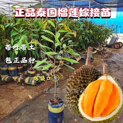 泰国金枕头嫁接苗猫山王榴莲正品