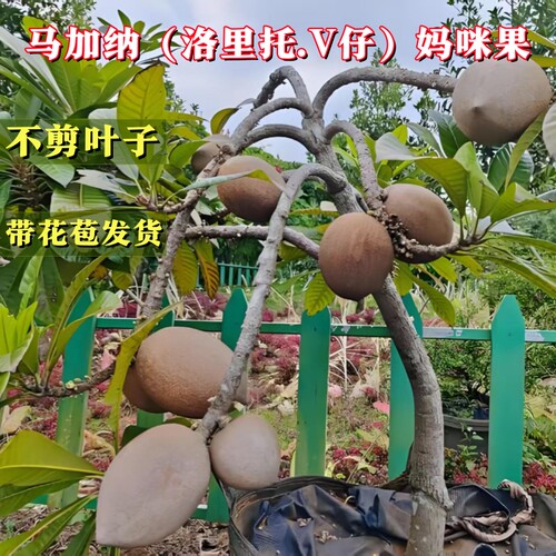 四季结果果实大纯甜含多种口味