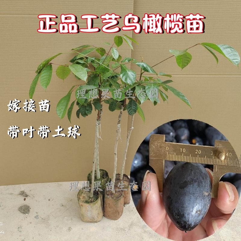 黑橄榄果苗工艺乌橄榄树嫁接雕刻品种黄青炸油忠常绿南北方可种植