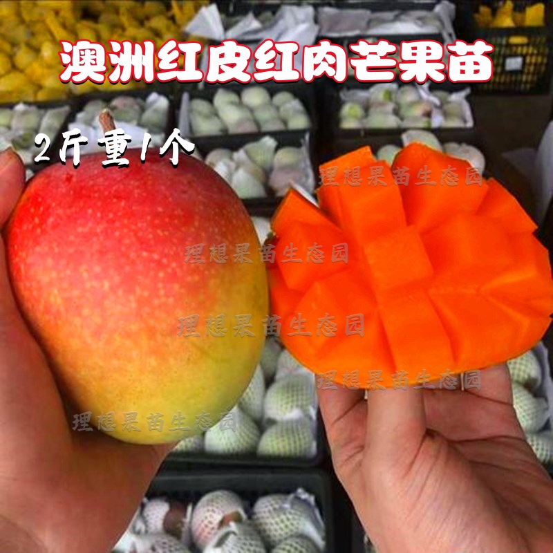 红肉芒果嫁接苗新品种枇杷芒包邮