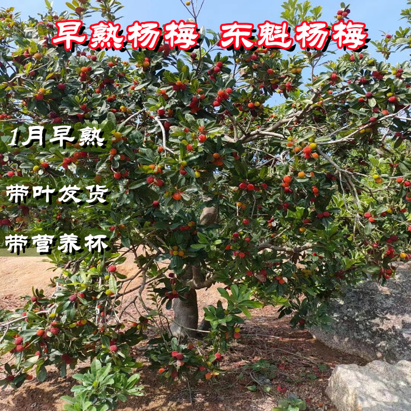 正宗东魁杨梅苗1月早熟嫁接果树台州黑炭杨梅乌苏乌核正品种包邮