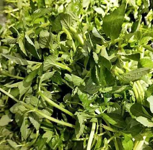 包邮云南德宏野生水香菜 傣族傣味调料新鲜蔬菜酒店餐厅食材500g