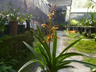 一物一店 直播链接 国兰 达摩兰花