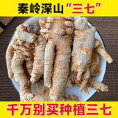 深山三七500g非特级文山三七头正品 官方旗舰店田七粉搭丹参当归