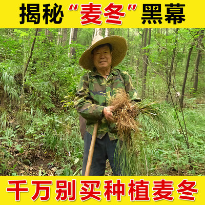 麦冬中药材深山特级搭黄芪党参