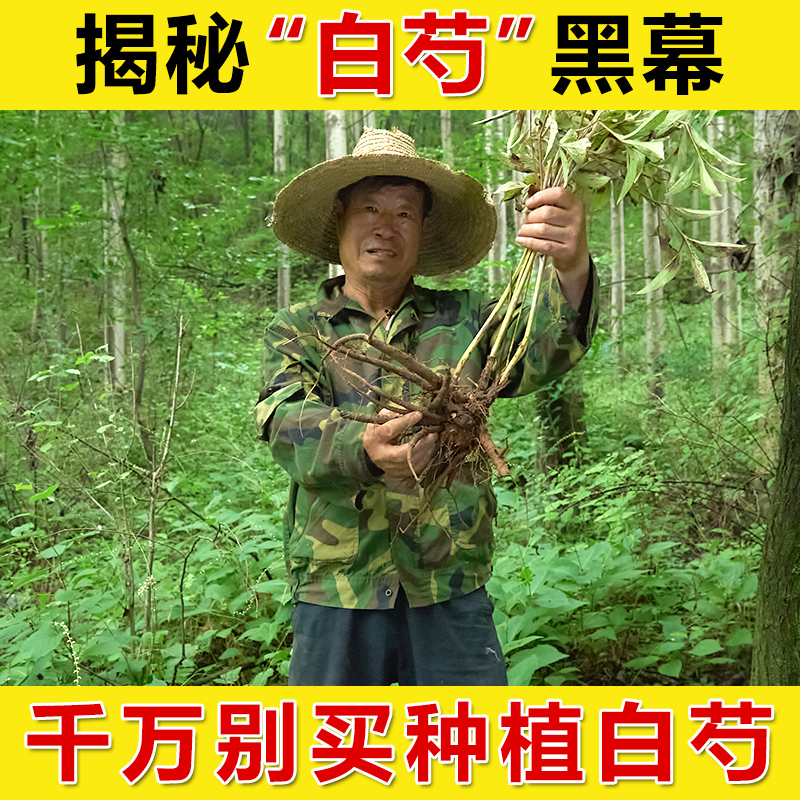 秦岭深山白芍三白汤中药材