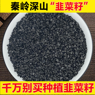 顺丰包邮深山韭菜籽500g正品无硫精选男性男肾泡酒炒韭菜子枸杞茶