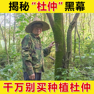 杜仲片正品 包邮 可搭巴戟天菟丝子泡水 特级野生中药材老树厚皮500g