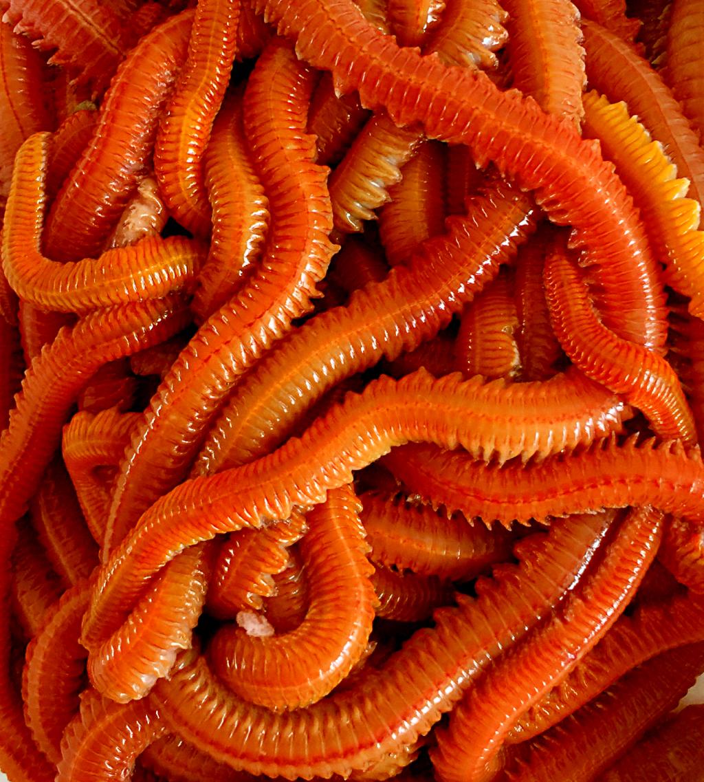 沙蚕活饵 路亚矶钓海钓船钓饵钓鱼红虫 盒装海蚯蚓海蜈蚣海蚂蟥