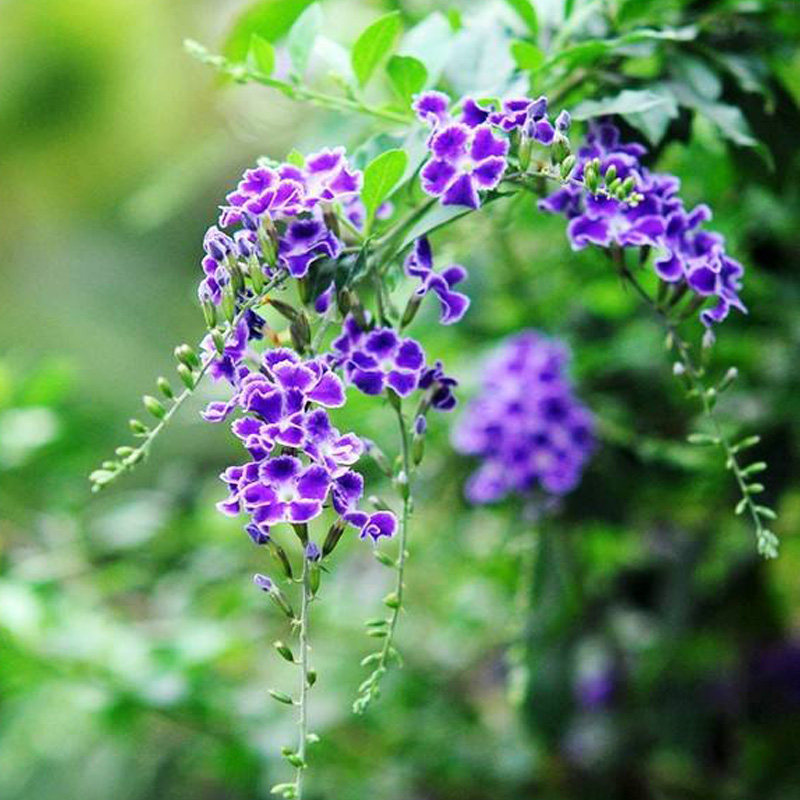 蓝精灵巧克力花蕾丝花边蕾丝金露花浓香型原盆独杆棒棒糖开花喜欢